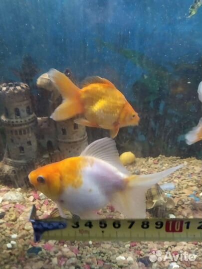 Золотые рыбки, телескопы