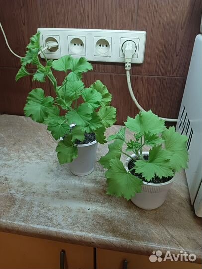 Пеларгония герань