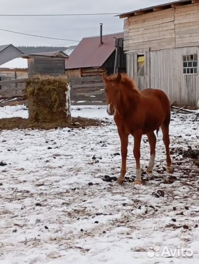 Продам лошадь