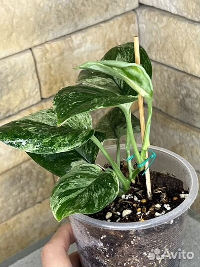 Сциндапсус treubii moonlight marble var