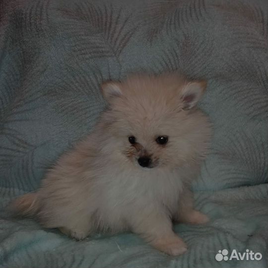 Щенки шпица