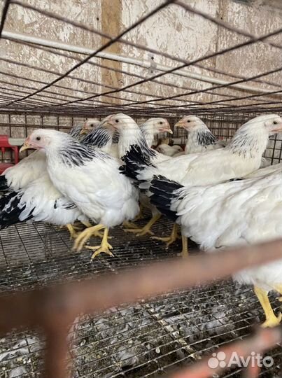 Мясояичные куры Доминант, Серебро