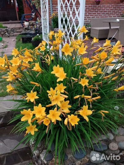 Лилейники, астильба