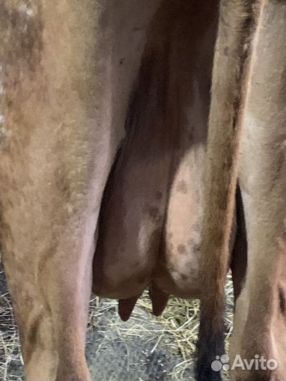 Коровы дойные молочные