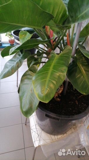 Филадендрон