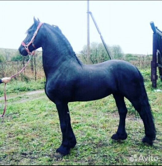 Фризская лошадь