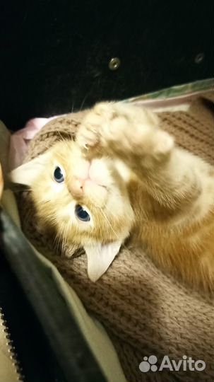 Котята ищут дом