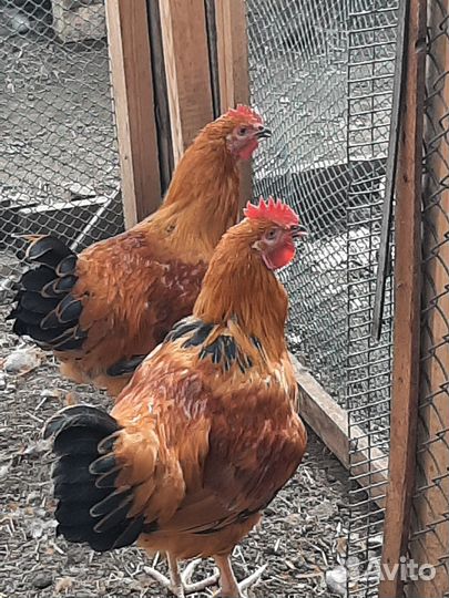 Продам петухов породы Кучинская, 4 мес. Крупные