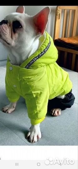 Комбинезон для маленьких собак,кошек размер М