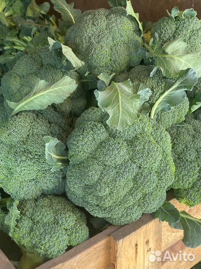Капуста брокколи
