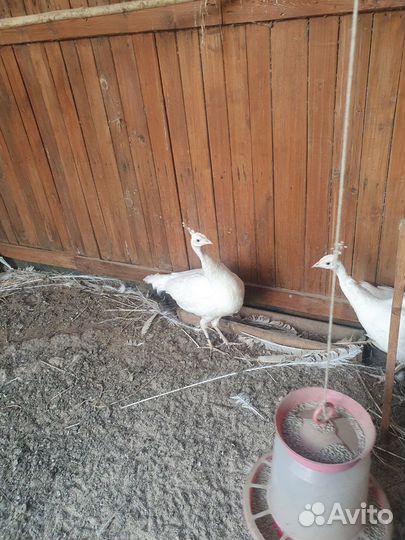 Фазаны павлины