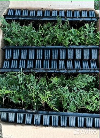 Саженцы туи оптом