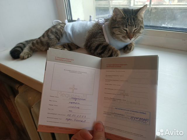 Кошка Маркоша в добрые руки объявление продам