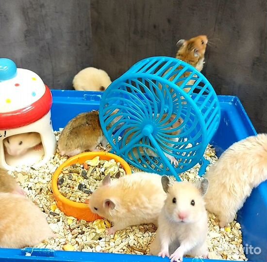 Сирийские и Ангорские хомячки