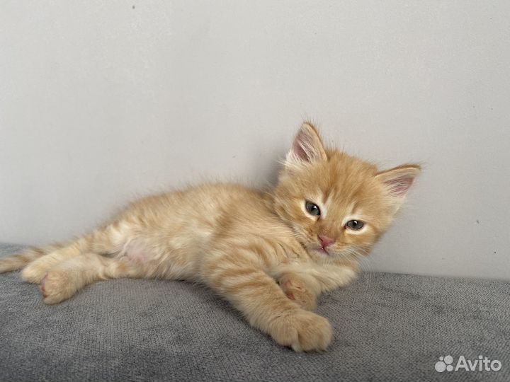 Милые котята ищут добрых хозяев