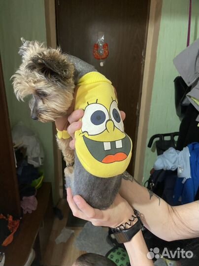 Комбинезон для маленькой собаки