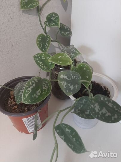 Сциндапсус пятнистый