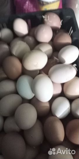 Домашние куриные яйца