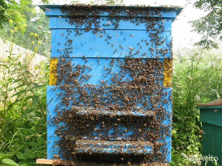 Улей с пчёлами