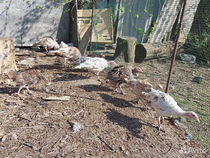 Молодые индюки и индюшки