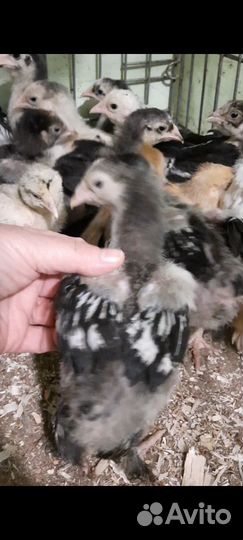 Куры брама серебро чёрноокаймлённое