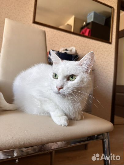 Белый котик ищет хозяина