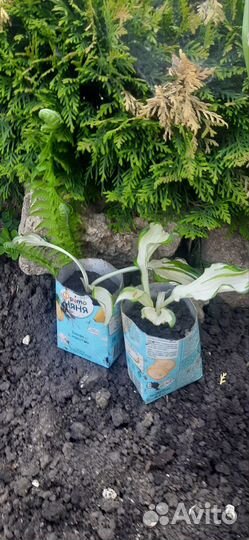 Хосты белые