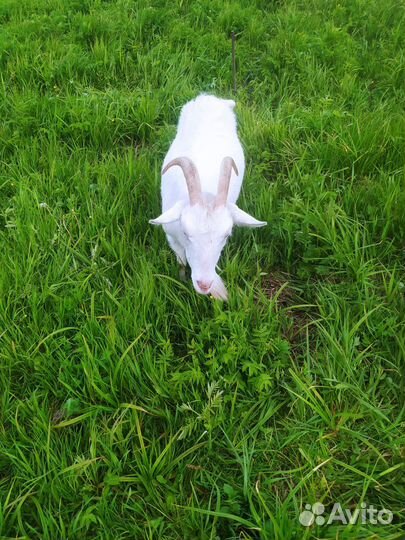 Продам коз 3 года