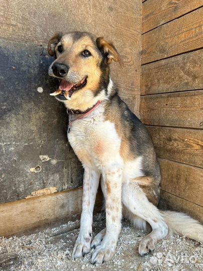 Необычная собачка Зита