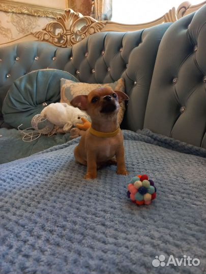 Щенки чихуахуа