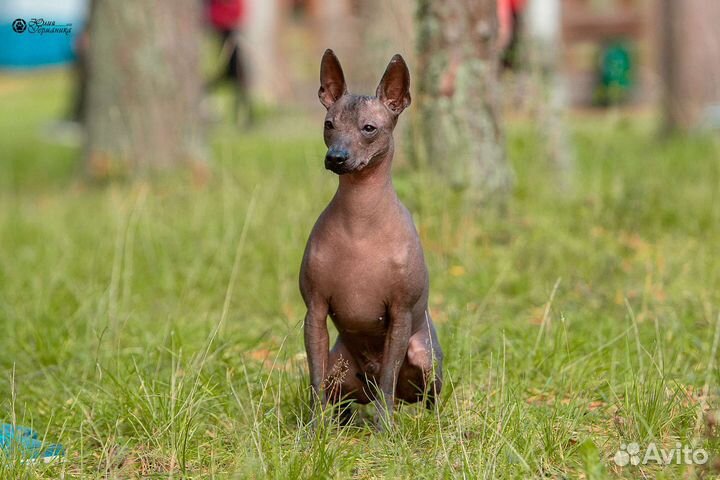Мексиканская голая собака
