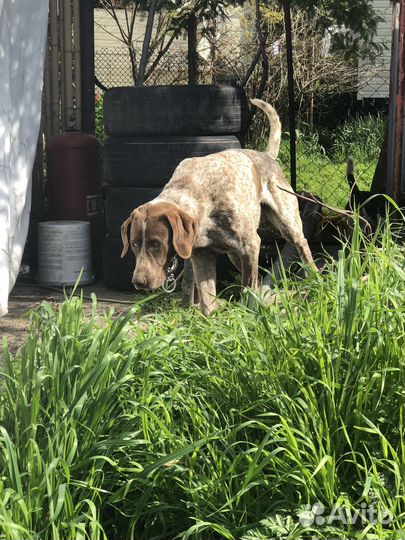 Курцхаар в добрые руки,вязка