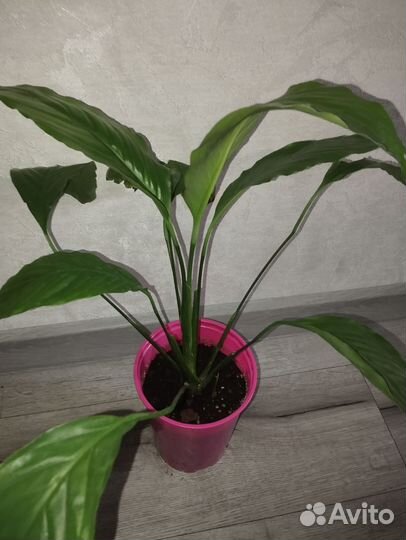 Спатифиллум