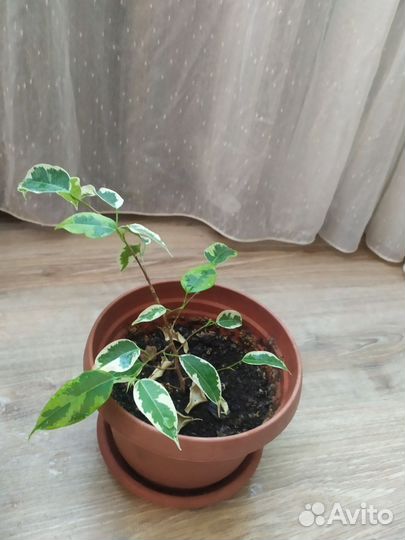 Фикус бенджамина