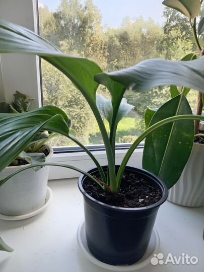 Эухарис-амазонская лилия