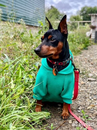 Кофточка толстовка худи для Цвергпинчера