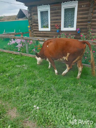 Корова с теленком