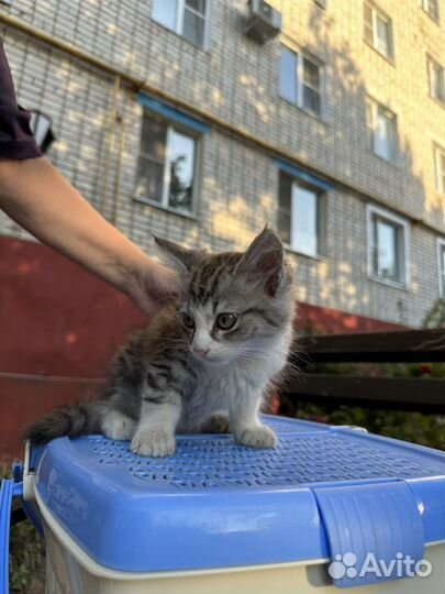 Мальчик в добрые руки