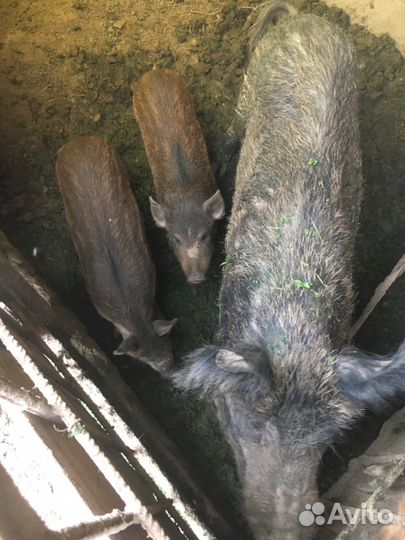 Дикие кабаны