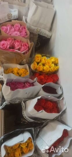 Розы Кения мелким оптом