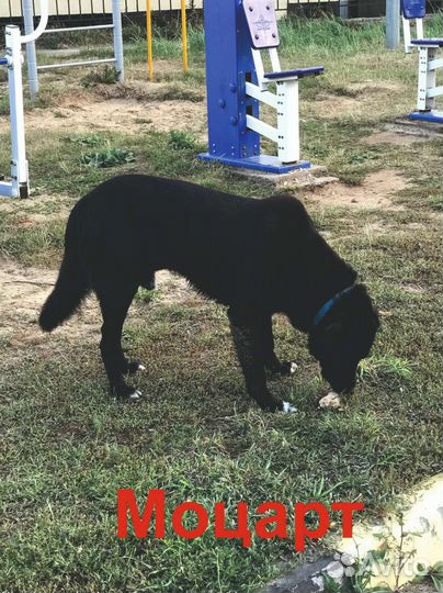 Собаки в добрые руки