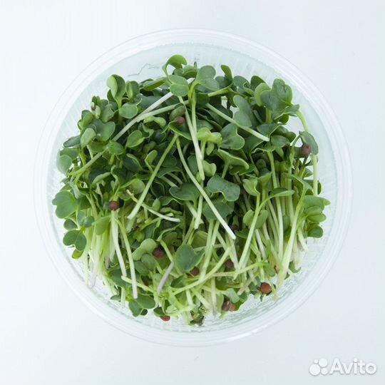 Микрозелень