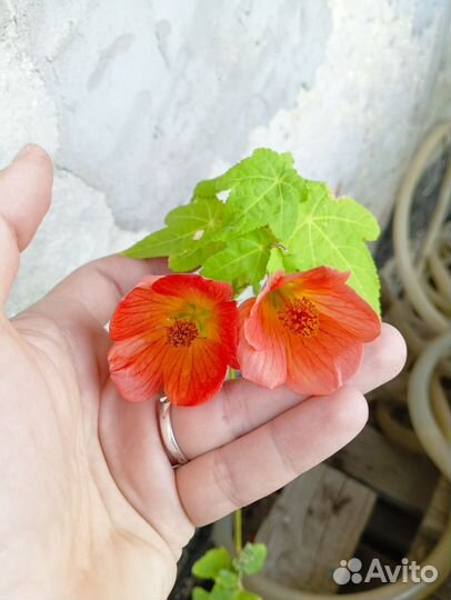 Абутилон - сортовой гибрид