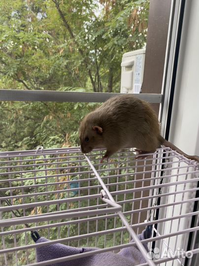 Крыса с клеткой