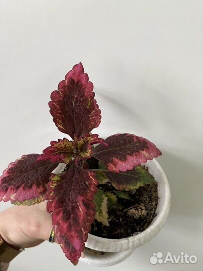 Сортовые колеусы