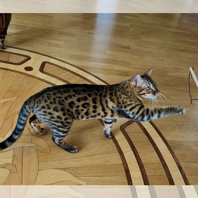 Бенгальский котёнок