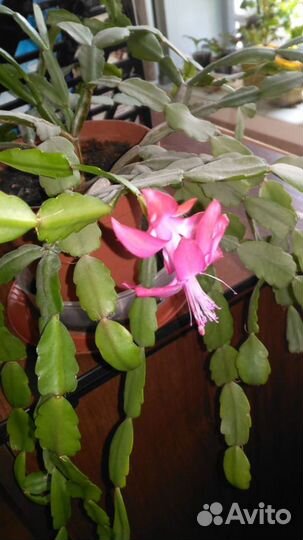 Декабрист шлюмбергера