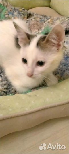 Котята 2,5 мес