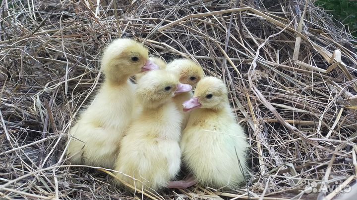 Мускусные утки индоутки тяжёлой линии. ия