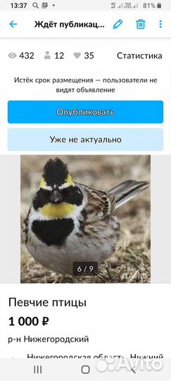 Певчие лесные птицы